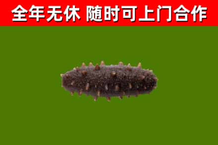 东宝烟酒回收干海参.jpg